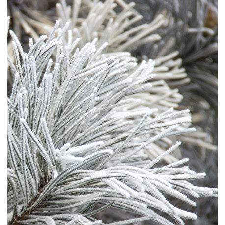 YODEYMA Nicolás White Eau de Parfum Kvepalai