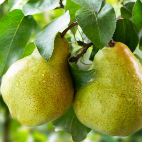 YODEYMA Amira Eau de Parfum Kvepalai