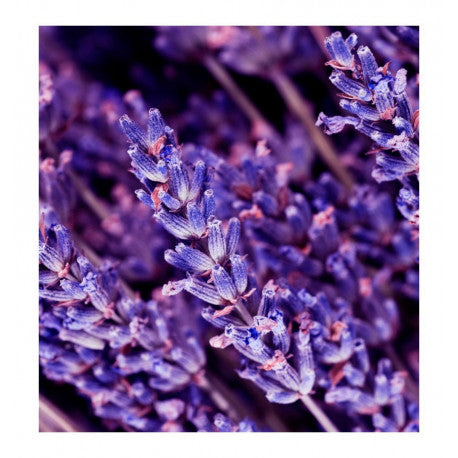 YODEYMA Caribbean vyriški kvepalai su levandomis subtiliai kvapniai žaliavai