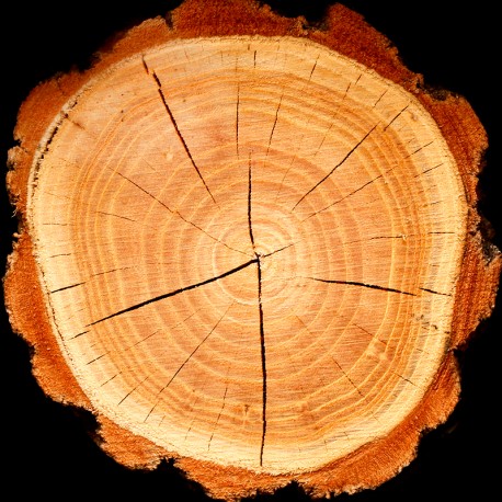 YODEYMA Élet vyriški kvepalai, inspiruoti natūralios medienos aromato su šiltais tonais