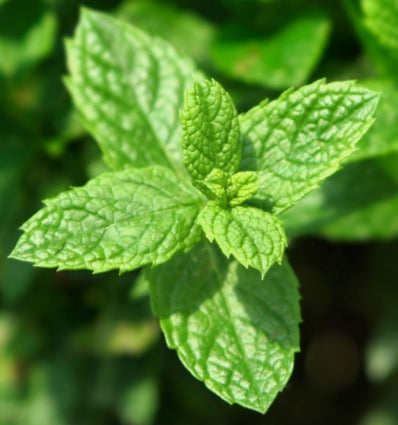 YODEYMA Energy vyriški kvepalai su gaiviais mėtų lapų aromatais