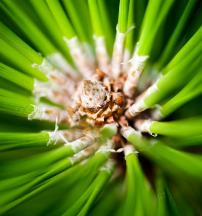 YODEYMA Energy vyriški kvepalai, puikus aromatas su natūralių žolelių akcentais