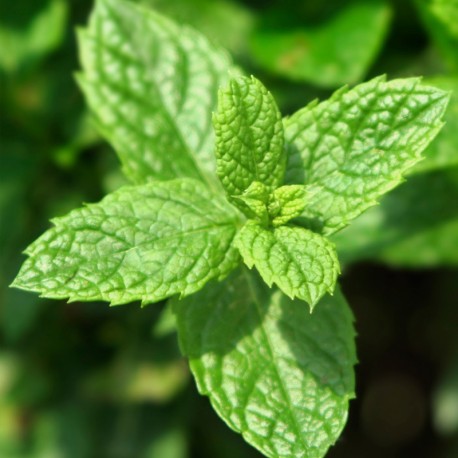 Šviežios mėtos lapai, naudojami YODEYMA kvepalai Wow Scent aromatui, suteikiančiam gaivumo pojūtį