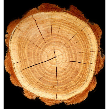 YODEYMA Magnétisme kvepalai su medžio aroma, pristatomu elegantiškoje pakuotėje