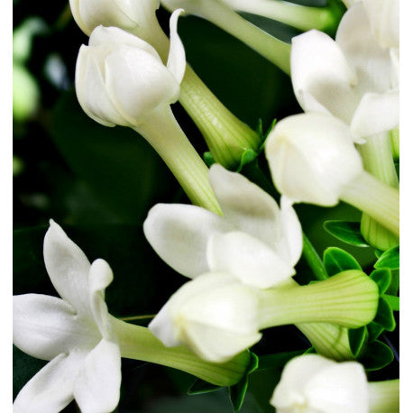 YODEYMA Platinum kvepalai su baltųjų gėlių aromatu ir rafinuota elegancija