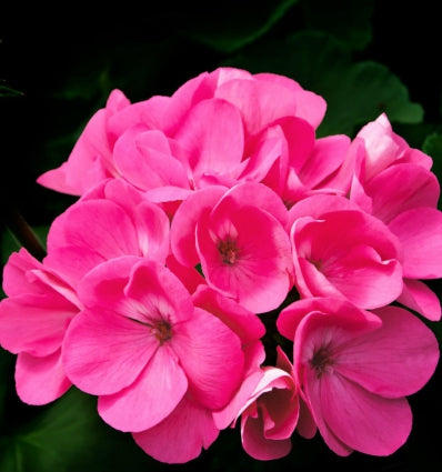 YODEYMA Root Eau de Parfum Vyriški Kvepalai su gėlių akcentais, kvapnus ir gaivus pasirinkimas vyrams.