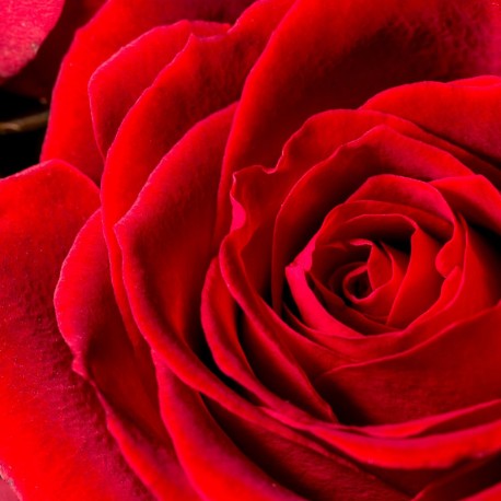 Artimas raudonos rožės žiedlapio vaizdas simbolizuojantis YODEYMA Silk Elixir Kvepalai žavesį