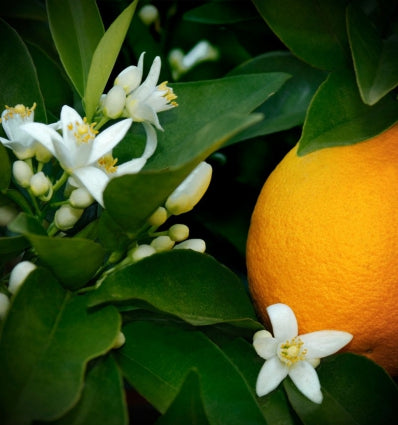 YODEYMA Different vyriški kvepalai su citrusų ir gėlių natomis