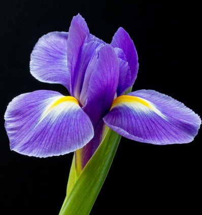 YODEYMA Different vyriški kvepalai su violetinėmis gėlių natomis ir moderniu aromatu