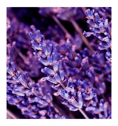 YODEYMA Success Pour Homme kvepalai vyrams, su levandomis, teigiamai veikiantys nuotaiką