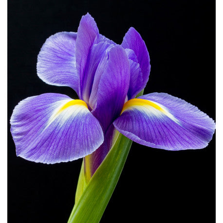 YODEYMA Timeless Eau de Parfum Kvepalai su violetiniais irisų žiedais ant juodo fono